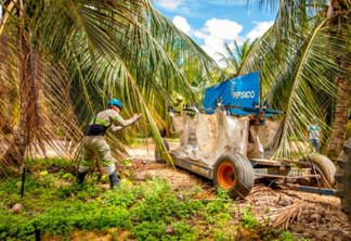 PepsiCo cultivará cacau em meio às suas culturas de coco-verde